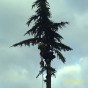 Entretien et gazons par Paysages et Cadres de vie